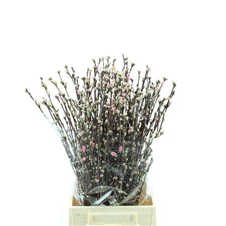 <h4>Prunus Kort Per Tak</h4>