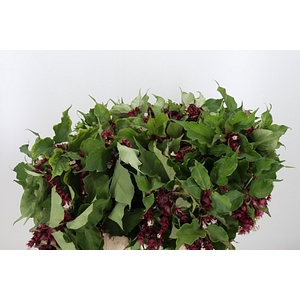 LEYCESTERIA PURPLE