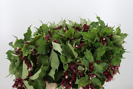 <h4>LEYCESTERIA PURPLE</h4>
