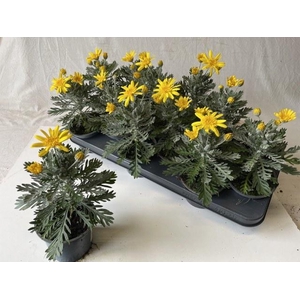 EURYOPS SILVER STAR