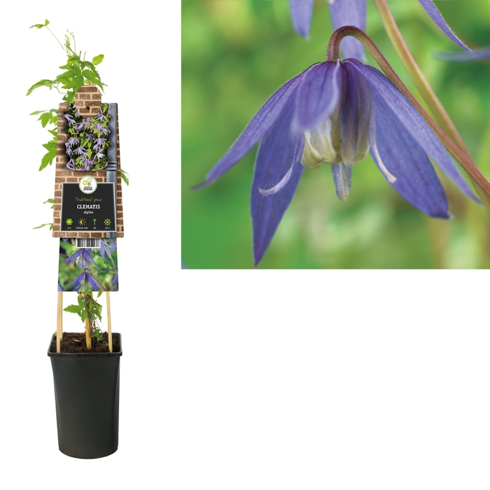 <h4>Clematis alpina +3.0 label</h4>