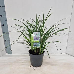 Liriope muscari