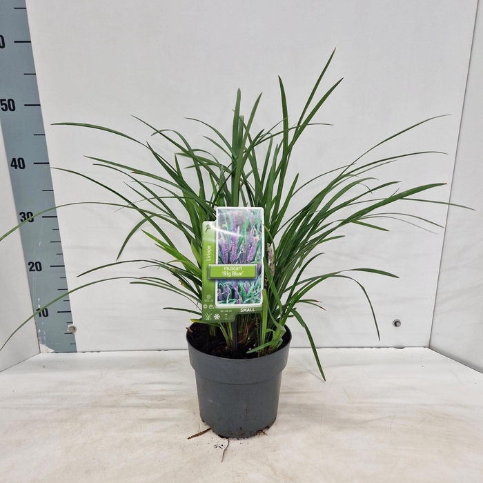 <h4>Liriope muscari</h4>