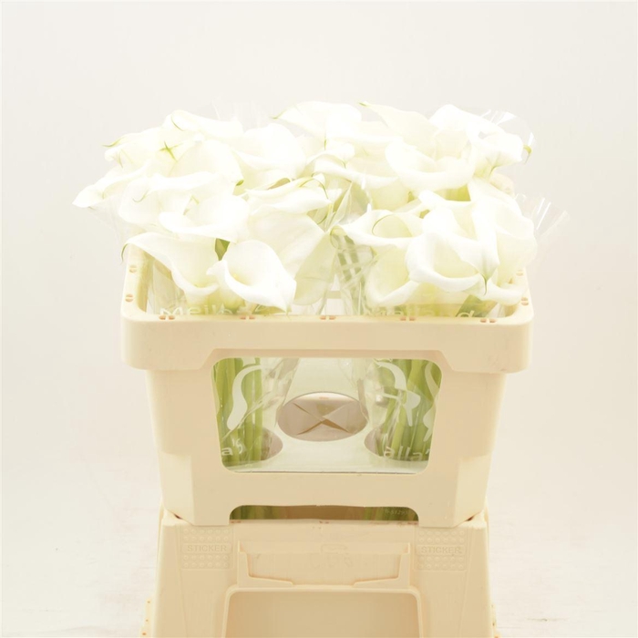 <h4>Calla Pure Art</h4>