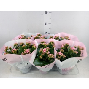 Kalanchoe  'MoreFlow Lillian'