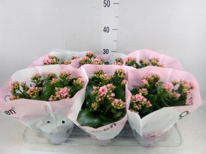 <h4>Kalanchoe 'MoreFlow Lillian'</h4>