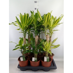 Dracaena frag.   ...mix 3