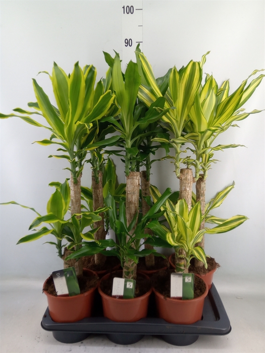 <h4>Dracaena frag.   ...mix 3</h4>