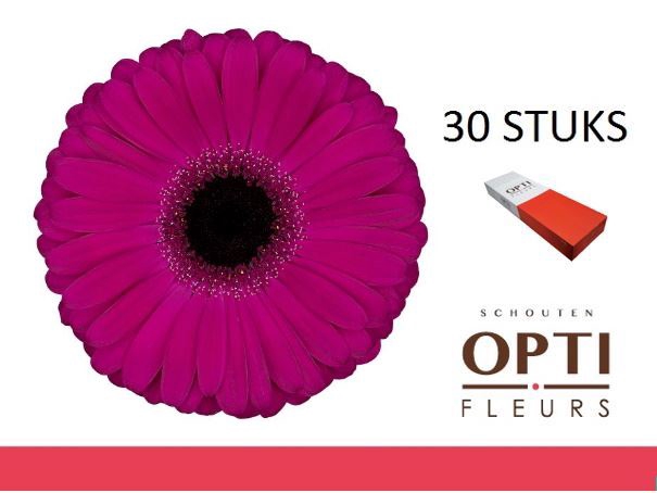 <h4>Gerbera Aladin</h4>