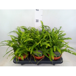 Nephrolepis cord. 'Duffii'