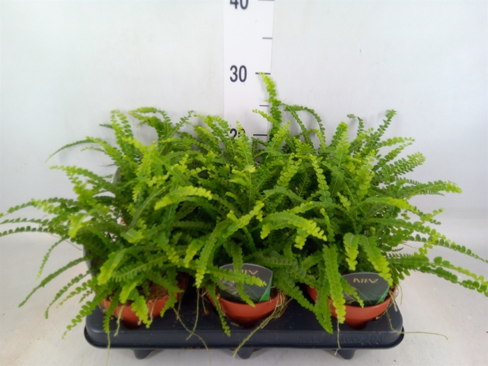 <h4>Nephrolepis cord. 'Duffii'</h4>