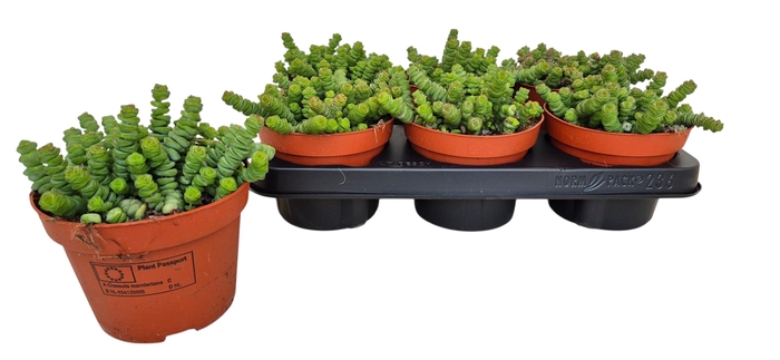 <h4>CRASS MARNIERIANA</h4>