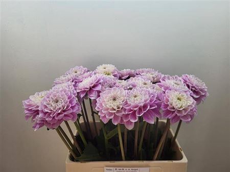 <h4>Dahl Dec Sweet Love</h4>
