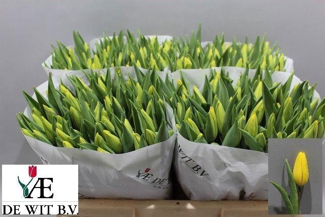 <h4>TU EN STRONG GOLD</h4>