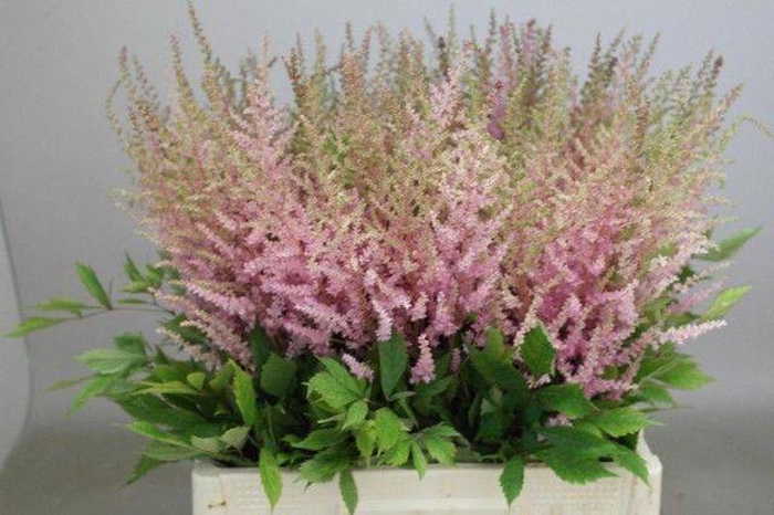 <h4>Astilbe Erika Rutgrink</h4>