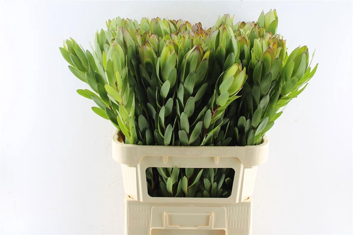 <h4>LEUCAD SAF GOLDSTRIK</h4>