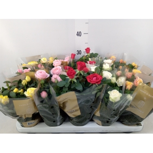 Rosa  'Kordana Grande'   ...mix