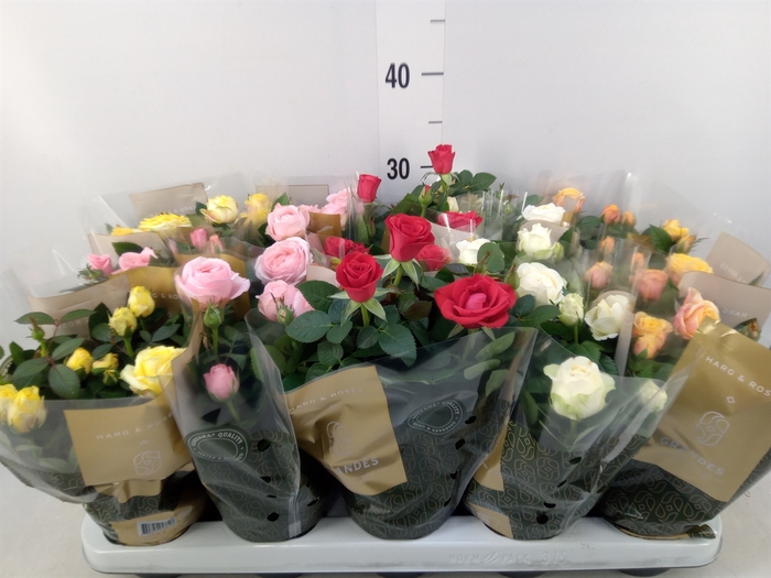 <h4>Rosa  'Kordana Grande'   ...mix</h4>