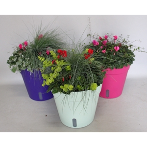 Arr. Herfst gekleurde terraspot met waterreservoir (mixlaag diverse kleuren)