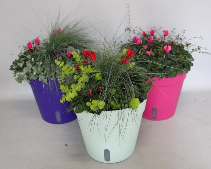 <h4>Arr. Herfst gekleurde terraspot met waterreservoir (mixlaag diverse kleuren)</h4>