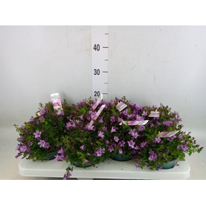 Campanula  'Ambella Pink'