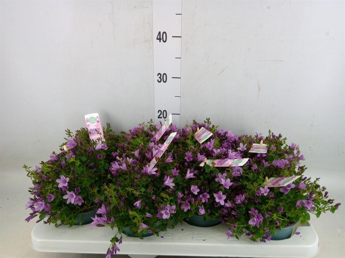<h4>Campanula  'Ambella Pink'</h4>