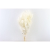 Pres Ruscus 5pcs Bleached Bunch
