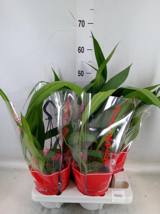 <h4>Anthurium   ...</h4>