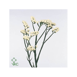 Statice White Starlight Wings | Heavy Quality