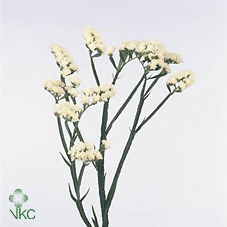 <h4>Statice White Starlight Wings</h4>