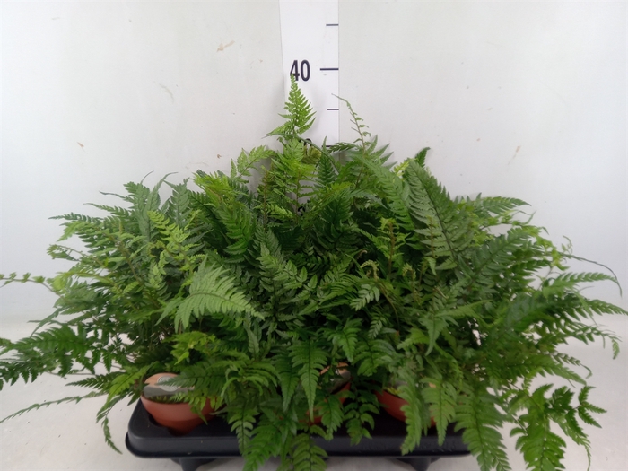 <h4>Polystichum tsus-simense</h4>