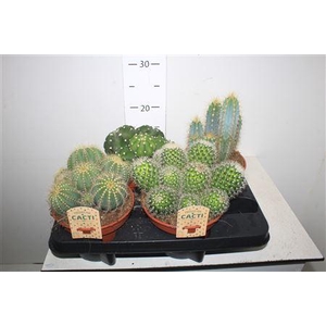Cactus Gem