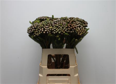 <h4>Kaaps Brunia Albiflora Small</h4>