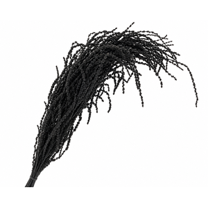 Dried Bleached Amaranthus Caudatus Black