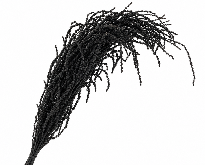 <h4>Dried Bleached Amaranthus Caudatus Black</h4>
