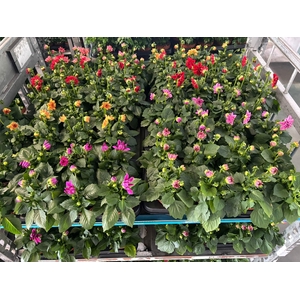 DAHLIA MIXK 5 KL
