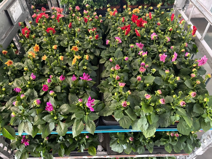 <h4>DAHLIA MIXK 5 KL</h4>