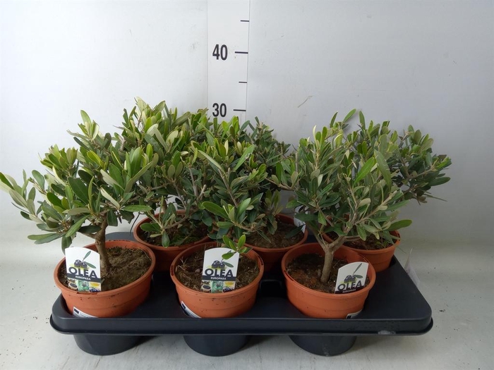 <h4>Olea europaea</h4>