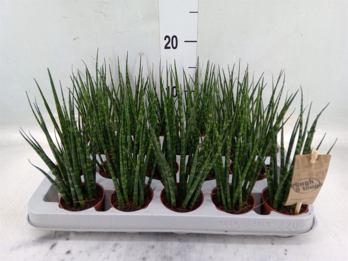 <h4>Sansevieria  'Fernwood'</h4>