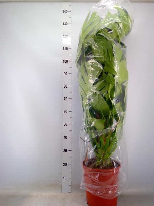 <h4>Monstera delic.</h4>