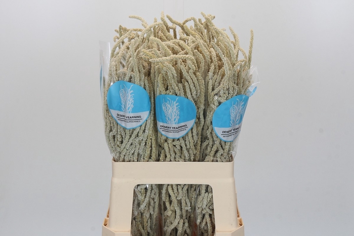 <h4>Amaranthus Yearming Desert</h4>