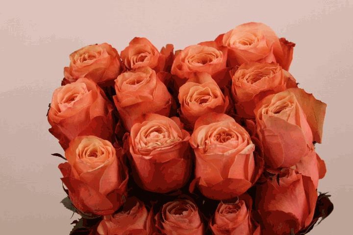 <h4>R Gr Kahala</h4>