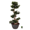 Ficus Mi Overig bonsai Ginseng S-Type