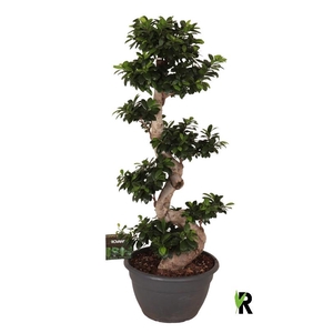 Ficus Mi Overig bonsai Ginseng S-Type