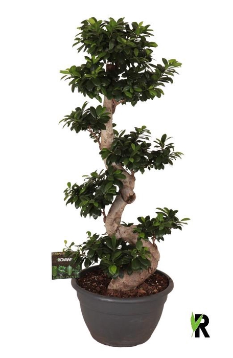 Ficus Mi Overig bonsai Ginseng S-Type