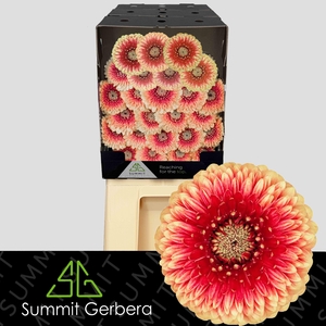 Germini Pomponi Beaker Diamond