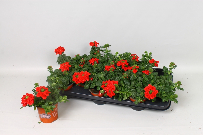 <h4>VERBE EMP DARK RED</h4>