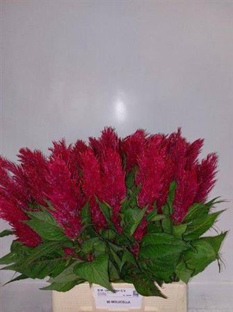 <h4>Cel P Century Rood</h4>