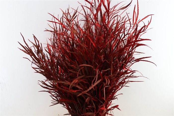 <h4>Grevillea Kbh Red P Bunch</h4>