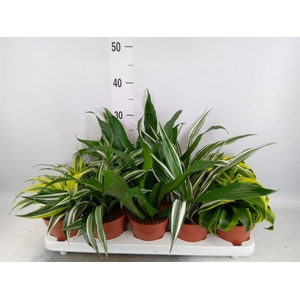 Dracaena   ...mix